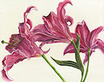 Lilies I