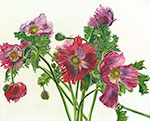 Poppies