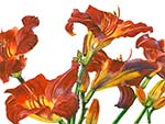 Day Lilies 1
