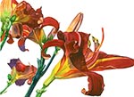 Day Lilies 2