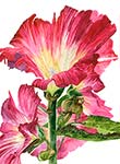 Hollyhock