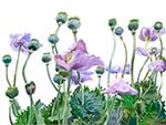 Lavender Poppies