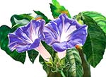 Morning Glory 2