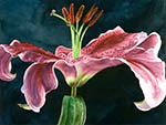 Stargazer Dark