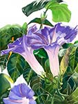 Morning Glory 1
