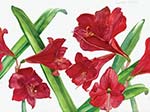 Red Amarylis