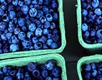 Maine Blueberries