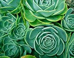 Sedum