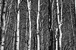 Aspen, New Mexico