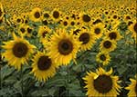 Sunflowers, Spain