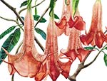 Brugmansia