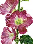 Hollyhocks