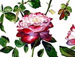 `Would you tell me,\' said Alice, a little timidly, `why you are painting those roses?\'