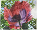 <b>X-Ray Poppy I by Carol Dawson</b>, 2012<br>Watercolor on paper, 22x30 inches, 26x24 inches framed<br><i>sold</i>