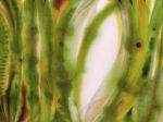 <b>Cerulean Agave</b><br>Watercolor, 22.5x30 image, 32.5 x 40 inches framed<br>$3200