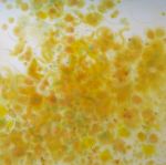 <b>Dappled Citrin Threshold</b>, 2008<br>watercolor, 30x30 image 35x35 framed<br>$3200