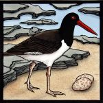 Galapagos Alphabet: American Oystercatcher