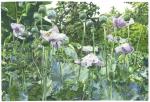 <b>Poppy Jungle II</b>, 2011<br>Watercolor on paper, 30x45 inches, 35x49 inches framed<br>$4200