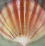 <b>Scallop I</b>, 2010<br>Watercolor, 10x10 image, 20x20 inches framed<br>$800