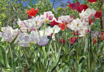 <b>Tulip Lamps</b>, 2013<br>Watercolor on paper, 37x53 inches<br>$5400