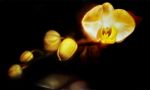 <b>Orchid II</b>, 2009<br>Oil on canvas, 36x60 inches<br><i>sold</i>