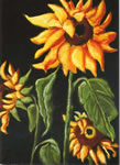 Helianthus Annuus II