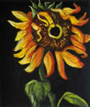 Helianthus Annuus III