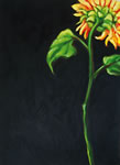 Helianthus Annuus IV