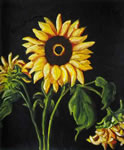 Helianthus Annuus V