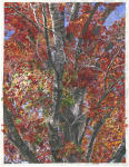 <b>Autumn Oak</b>, 2011<br>Watercolor on paper, 47x36 inches, 51x41 inches framed<br>$5400