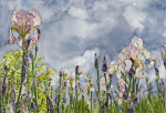 <b>Storm Irisis</b>, 2013<br>Watercolor on paper, 30x44 inches<br>$4200