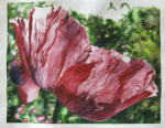 <b>X-Ray Poppy II</b>, 2012<br>Watercolor on paper, 22x30 inches, 26x24 inches framed<br><i>sold</i>