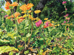 <b>Zilker Gerberas</b>, 2013<br>Watercolor on paper, 30x40 inches<br>$4200