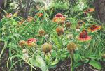 <b>Gaillardia and Daylillies</b>, 2013<br>Watercolor on paper, 30x44 inches<br>$4200