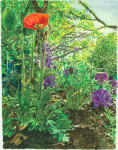 <b>Patti's Poppy</b>, 2013<br>Watercolor on paper, 23x18 inches<br><i>sold</i>