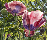 <b>Double Poppies</b>, 2013<br>Watercolor on paper, 21x24<br>$1800