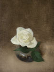 <b>White Rose</b>, 2009<br>Oil, 12x9 inches<br>$1050