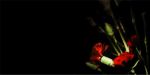 <b>Red Carnation III</b><br>Oil on canvas, 24x48 inches<br>$2000
