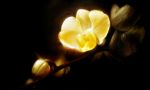 <b>Orchid I</b>, 2009<br>Oil on canvas, 36x60 inches<br>$3800