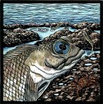 Galapagos Alphabet: 4-eyed Blennie