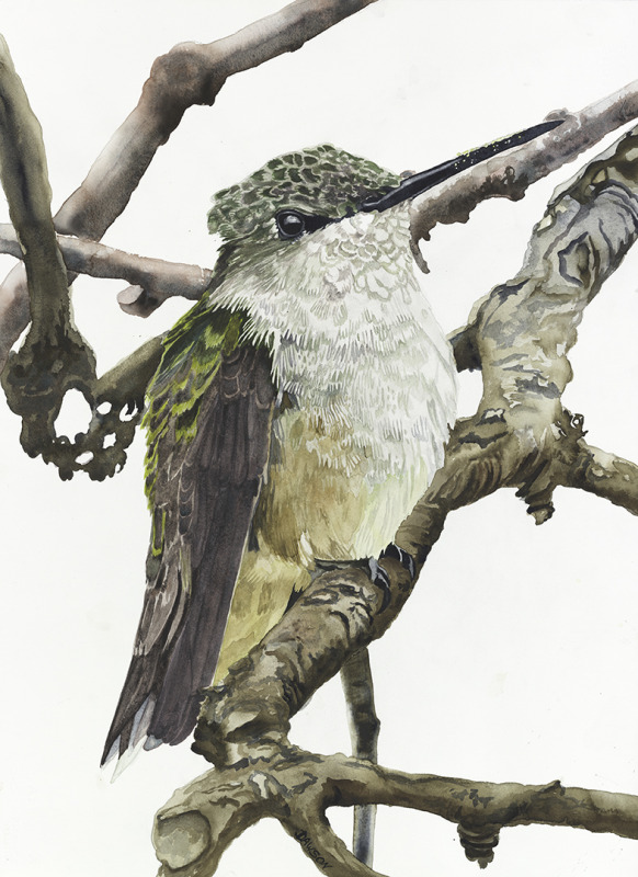 Female Black-Chinned Hummingbird