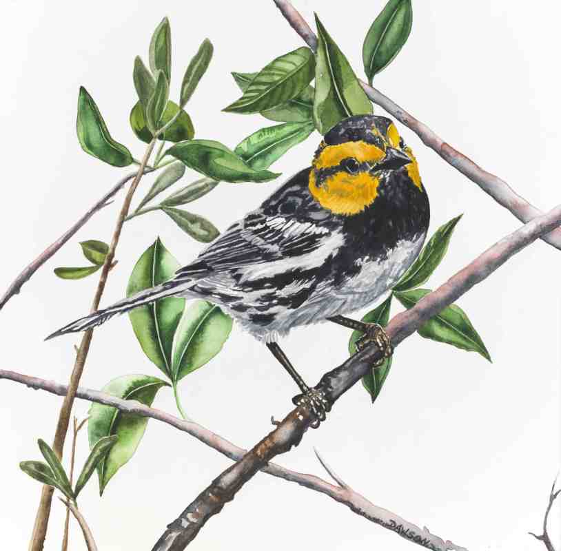 Golden Cheeked Warbler