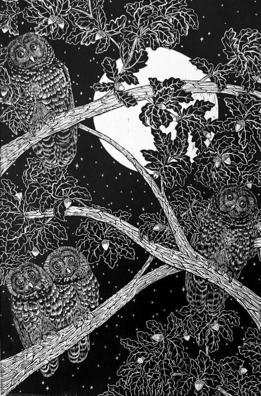 Spotted Owl Wood