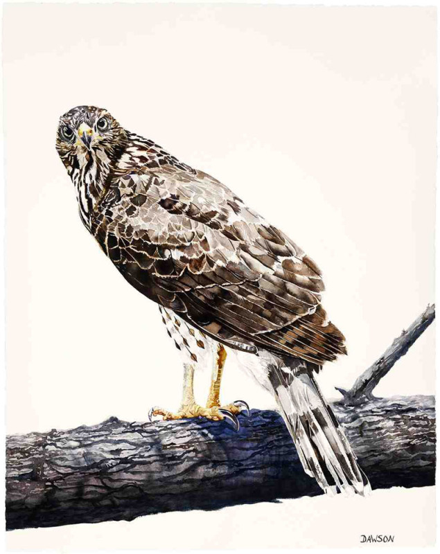 Young Cooper's Hawk on Guard