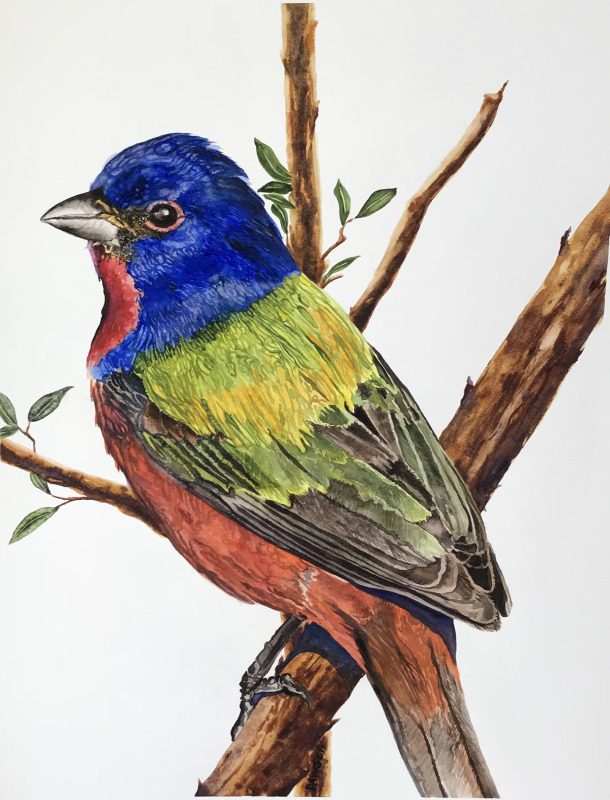 Painted Bunting
