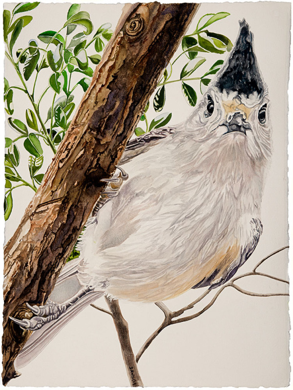 Titmouse: Hello!