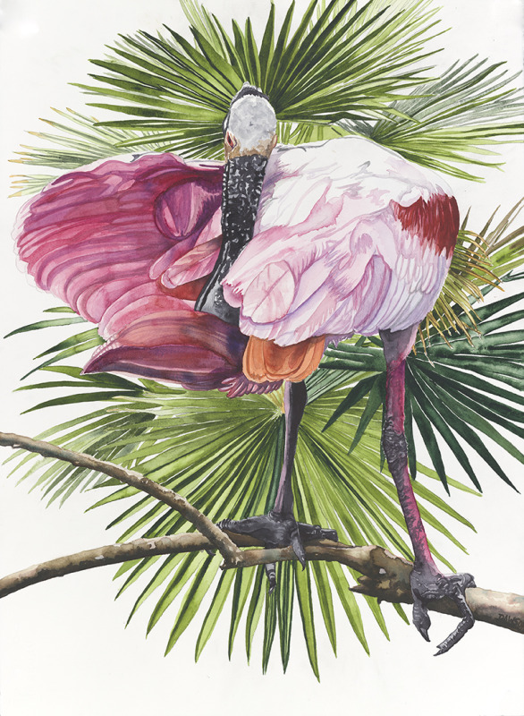 Spoonbill Fan Dancer