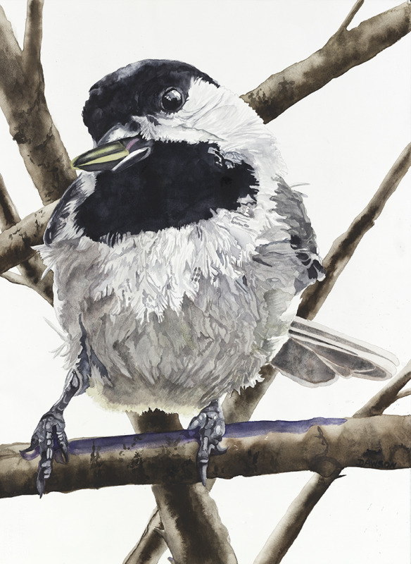 Chickadee: Sunflower Seed