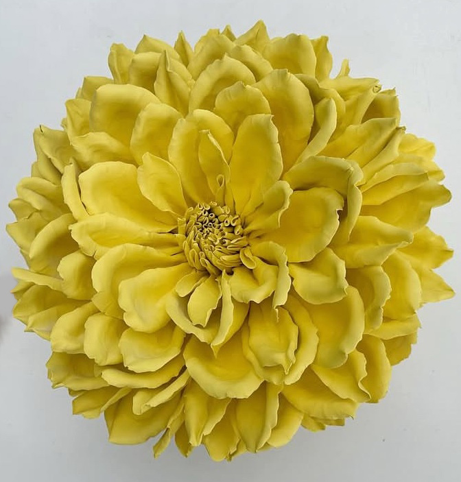 Yellow Grandiflora Dahlia