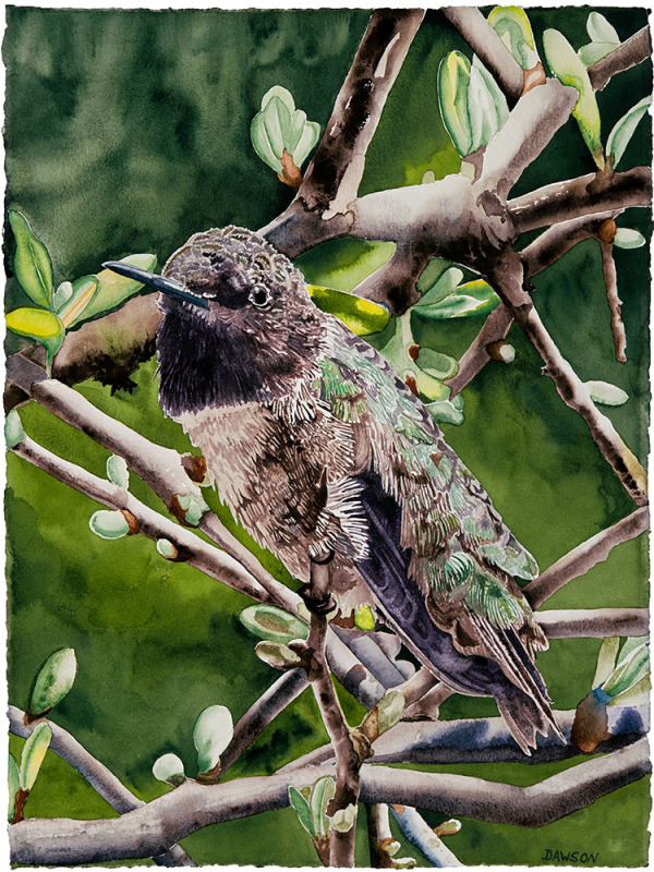 Male Black-Chinned Hummingbird